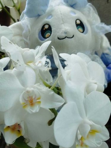 お花綺麗‼