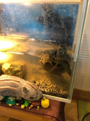 持ち主さんが飼ってるカメ吉と遊ぶよ〜🐢