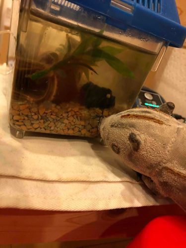 メダカさんどこだろう🐟