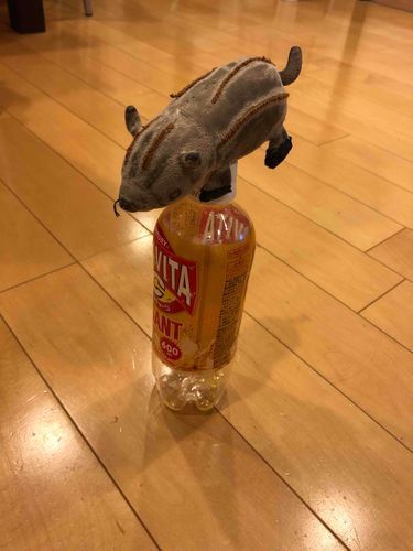 わーいたかいでしょー🐗🐗🥰