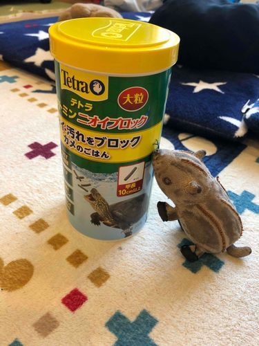 ペットのカメキチのごはん🍚をかったんだー😆
