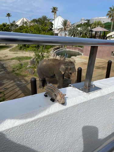 ひさしぶりーどうぶつえんでゾウさんといっしょにしゃしんとったよ🐘