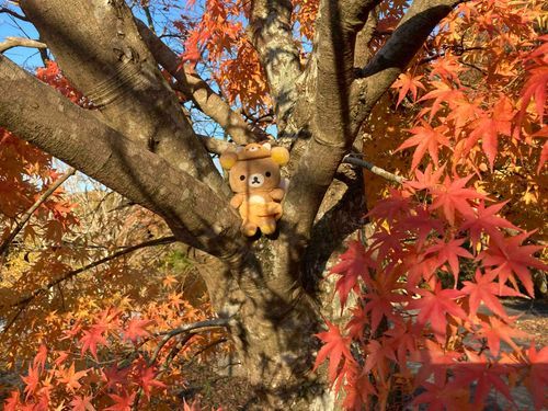 先週だけどもみじにまみれてきたよー🍁