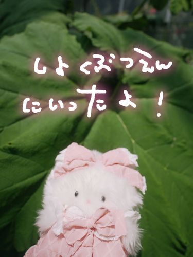 しょくぶつえんで めるめるより おおきなはっぱを はっけんしたよ！
