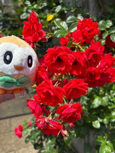 もふふー
(昨日は横浜を散策)
もふっふ
(薔薇の時期ですねー)