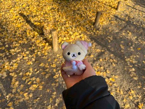 イチョウの黄色ってかわいい