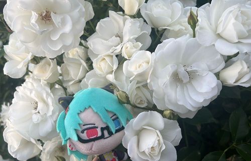咲き誇る一面の薔薇！美しいですね