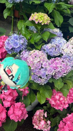 立派な紫陽花ですね💠🌿‬ 
素敵です✨️