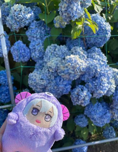 🌱紫陽花がね綺麗だったの