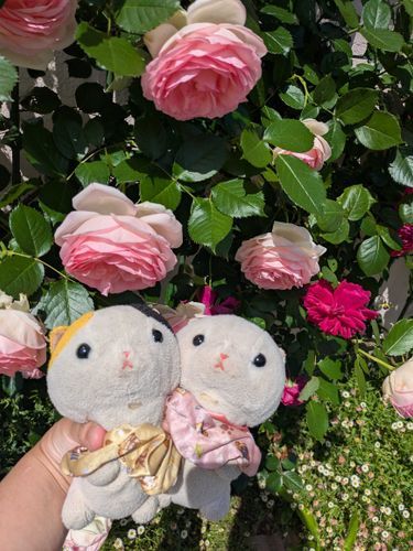 家の近くにて撮った花🌸