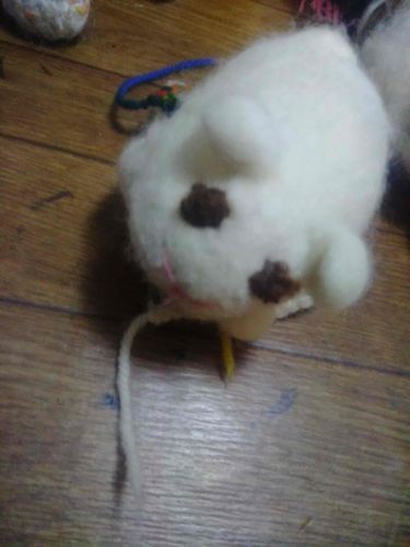 なぎさくんは茶色い目。かれちゃんみたいに全身白いです。