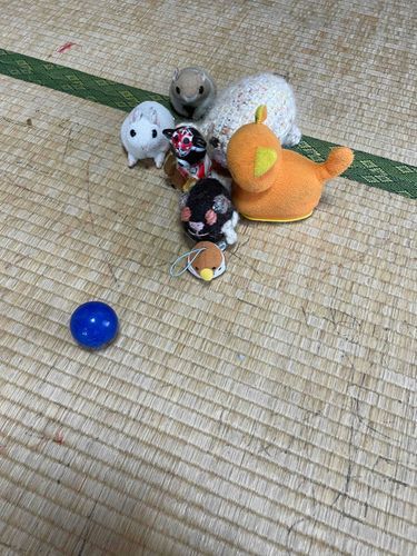 巨人のお母さんの子供たち主催のドッジボール大会2回目です。今回アメリカンドッジらしいです。