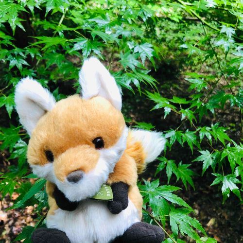 去年くらいの写真。お散歩ちう。