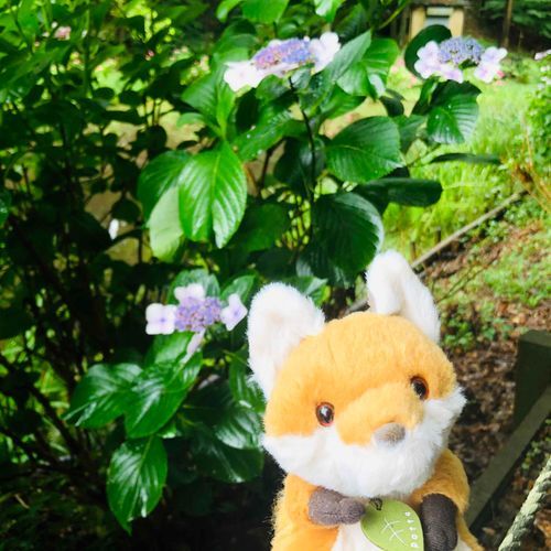 お散歩続き。
紫陽花の季節だね♪