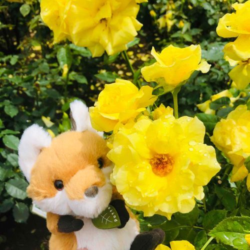 これはなんの花だろう？でも綺麗😍
