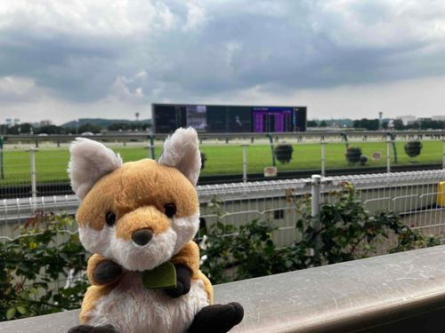 もっと近くでお馬さんをみようと待機中⭐️
