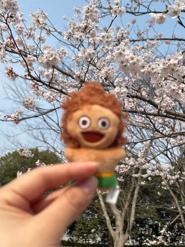 4月のきじむなーです🌸