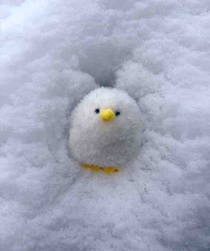 ゆきだね、ぴえぴえ❄️