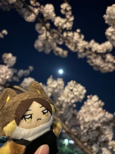 夜桜だよﾁﾐﾁｬﾝ