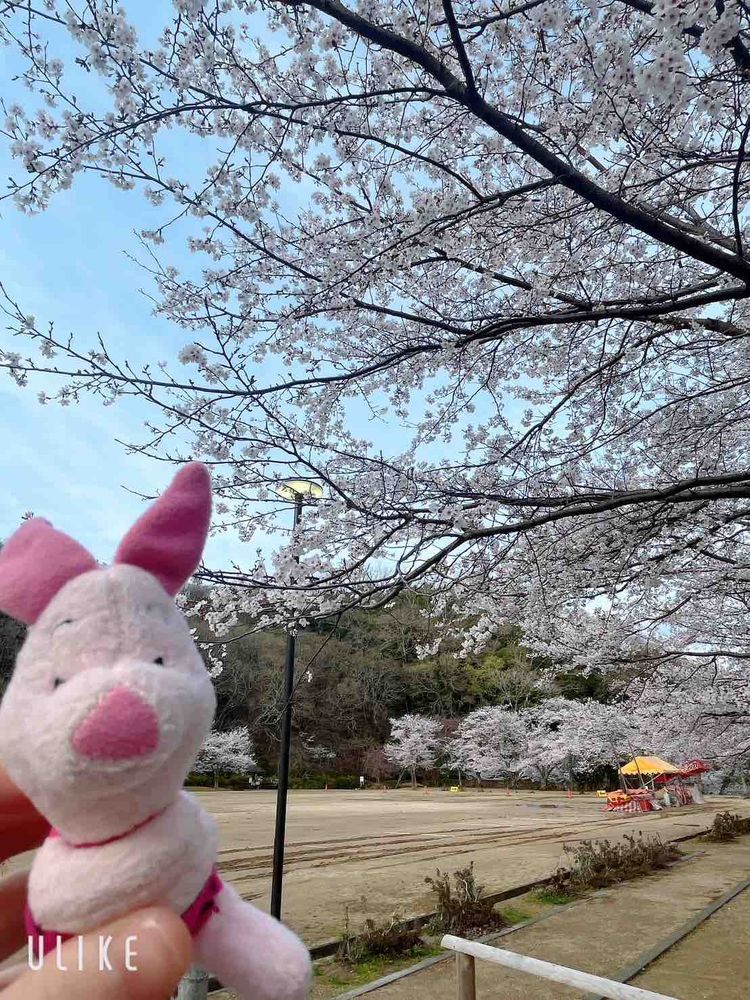 桜を見に行ったよ🌸
ちょうど満開で良かった！