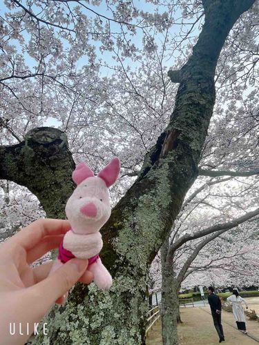 桜を見に行ったよ🌸
ちょうど満開で良かった！