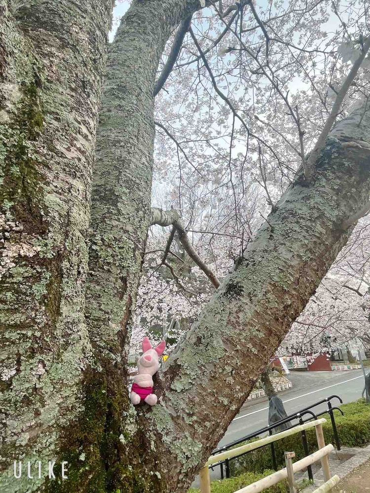 桜を見に行ったよ🌸
ちょうど満開で良かった！