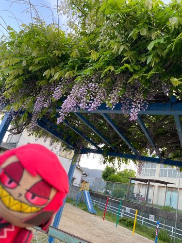 おや我が主よ！鬼の嫌う藤の花というのがこれデスね！
まあ私はオーガではなくデーモンなのでこの花の怖さは分かりまセンけど、美しい花であることは分かりマスヨ！
緑に映える柔らかな紫がヒジョーに素晴らしい！
Byアラスター