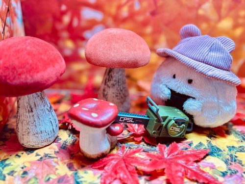 キノコ狩るｩ🍄🍙