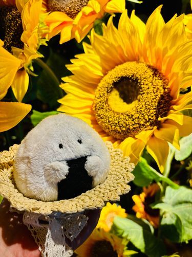 夏ｩ🌻🌻🌻🌻🍙🌻🌻🌻🌻