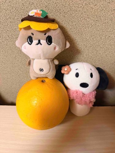 お家の人の親友さんが色々送ってきてくれた❨･¨⬮✨️
しんじょう君に文旦にドーナツ
どれも好きなものばかりありがとうなのです（・¨●）💕💕