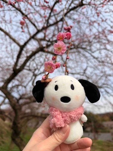 すぬの住んでる地域は今日のおひるから☔️雨☁️だからかいぬしと梅の花を見にいってきたよ🌸
赤、白、ピンクに咲いてたよ♩♥
行きしなにスタバさんでサクラサクヨフラペチーノ？スタバさんなまえむずかしい（笑）
甘くて白桃とサクラのあじ🌸
すぬの大好きな味だったよ🤭💕💕
少しの時間だったけど、春を感じた日でした🤭💕