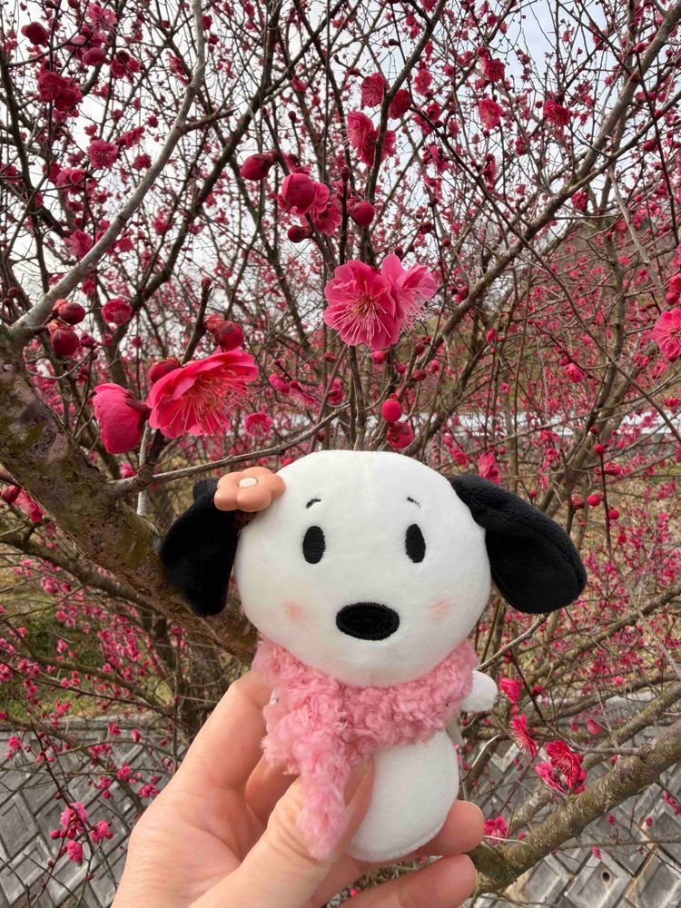 すぬの住んでる地域は今日のおひるから☔️雨☁️だからかいぬしと梅の花を見にいってきたよ🌸
赤、白、ピンクに咲いてたよ♩♥
行きしなにスタバさんでサクラサクヨフラペチーノ？スタバさんなまえむずかしい（笑）
甘くて白桃とサクラのあじ🌸
すぬの大好きな味だったよ🤭💕💕
少しの時間だったけど、春を感じた日でした🤭💕
