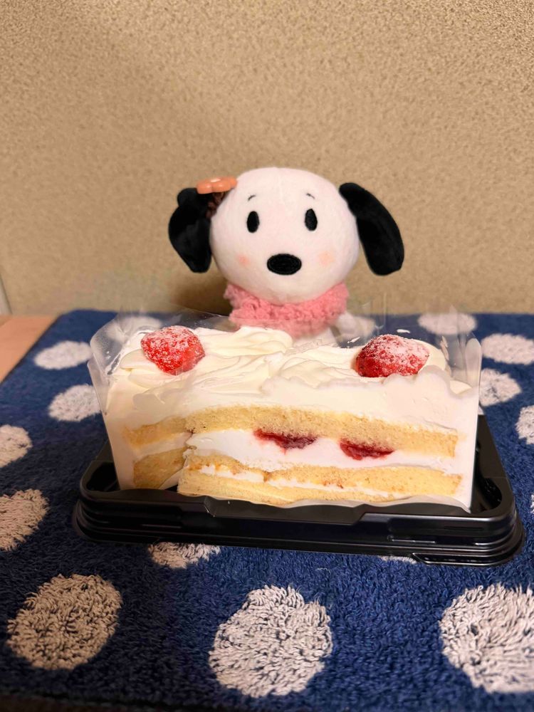 きのうかってもらったケーキをかいぬしがやっとだしてくれた🎂✨️
いちごショートだいすき🤭💕
そしてまたペコちゃんあたらしいのみつけて買ったよ💕💕
かいぬしありがとう💓‪