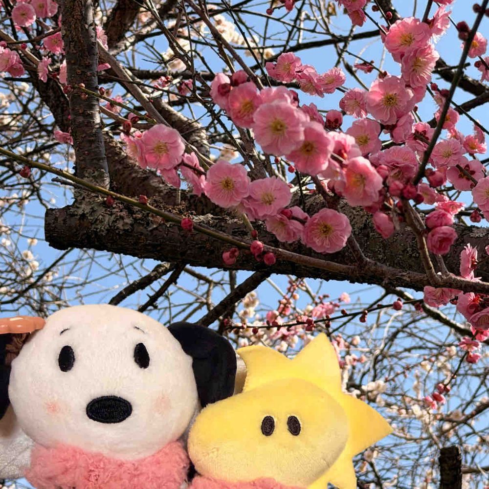 きょう、かいぬしの姪っ子に呼ばれて市内のこうえんに遊びに行ったの!!そしたらね、梅の花の並木道を発見🌸
ひとっこひとりいないから前に行った公園より穴場だったってかいぬし🤭💕
急な事で僕たちは行けなかったけど、お花とおしゃしん撮ってもらったよ🌸✨️
春に咲く花だいすきだぁ♥️
