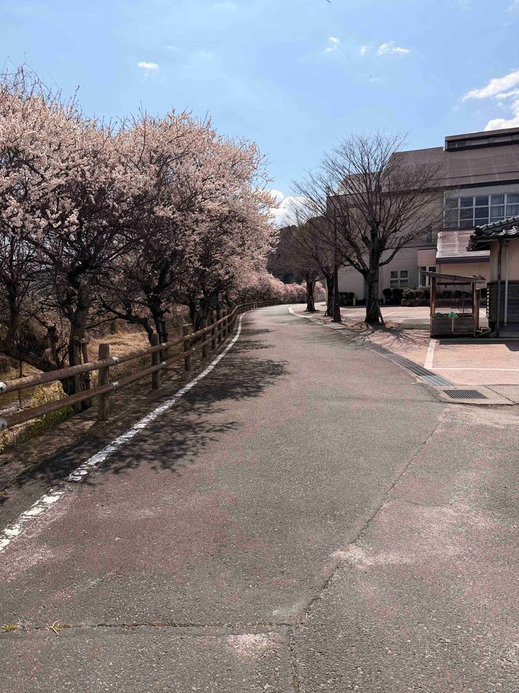 きょう、かいぬしの姪っ子に呼ばれて市内のこうえんに遊びに行ったの!!そしたらね、梅の花の並木道を発見🌸
ひとっこひとりいないから前に行った公園より穴場だったってかいぬし🤭💕
急な事で僕たちは行けなかったけど、お花とおしゃしん撮ってもらったよ🌸✨️
春に咲く花だいすきだぁ♥️
