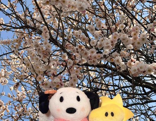 きょう、かいぬしの姪っ子に呼ばれて市内のこうえんに遊びに行ったの!!そしたらね、梅の花の並木道を発見🌸
ひとっこひとりいないから前に行った公園より穴場だったってかいぬし🤭💕
急な事で僕たちは行けなかったけど、お花とおしゃしん撮ってもらったよ🌸✨️
春に咲く花だいすきだぁ♥️
