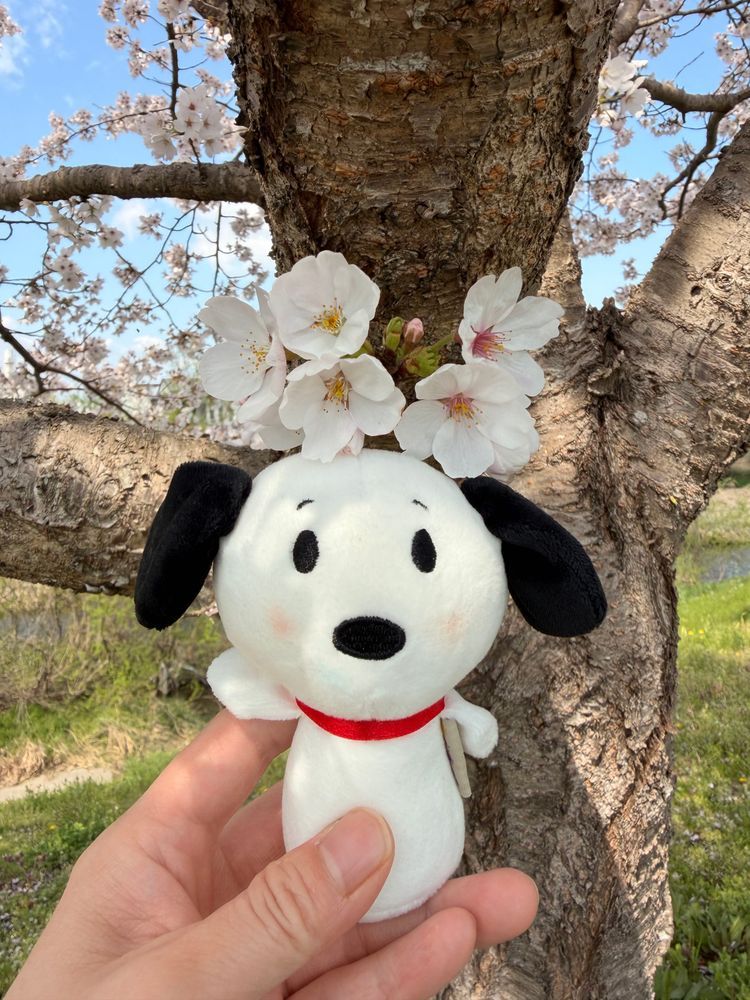 きょうはいいお天気だったから☀️.°かいぬしと近所をおさんぽしたよ✨️
もう桜が散り始めてる🌸*･
このまえ大阪に桜を見にいったけどすぬはやっぱり近所がおちつくよ❨･¨⬮
きっぴぃきもちよさそうでらもよろこんでた🐥✨️
平和ってたいせつ😊☀️
