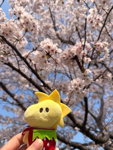 きょうはいいお天気だったから☀️.°かいぬしと近所をおさんぽしたよ✨️
もう桜が散り始めてる🌸*･
このまえ大阪に桜を見にいったけどすぬはやっぱり近所がおちつくよ❨･¨⬮
きっぴぃきもちよさそうでらもよろこんでた🐥✨️
平和ってたいせつ😊☀️
