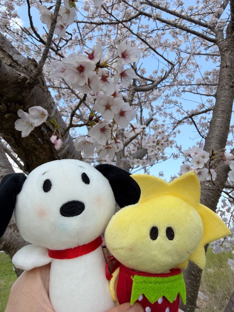 きょうはいいお天気だったから☀️.°かいぬしと近所をおさんぽしたよ✨️
もう桜が散り始めてる🌸*･
このまえ大阪に桜を見にいったけどすぬはやっぱり近所がおちつくよ❨･¨⬮
きっぴぃきもちよさそうでらもよろこんでた🐥✨️
平和ってたいせつ😊☀️
