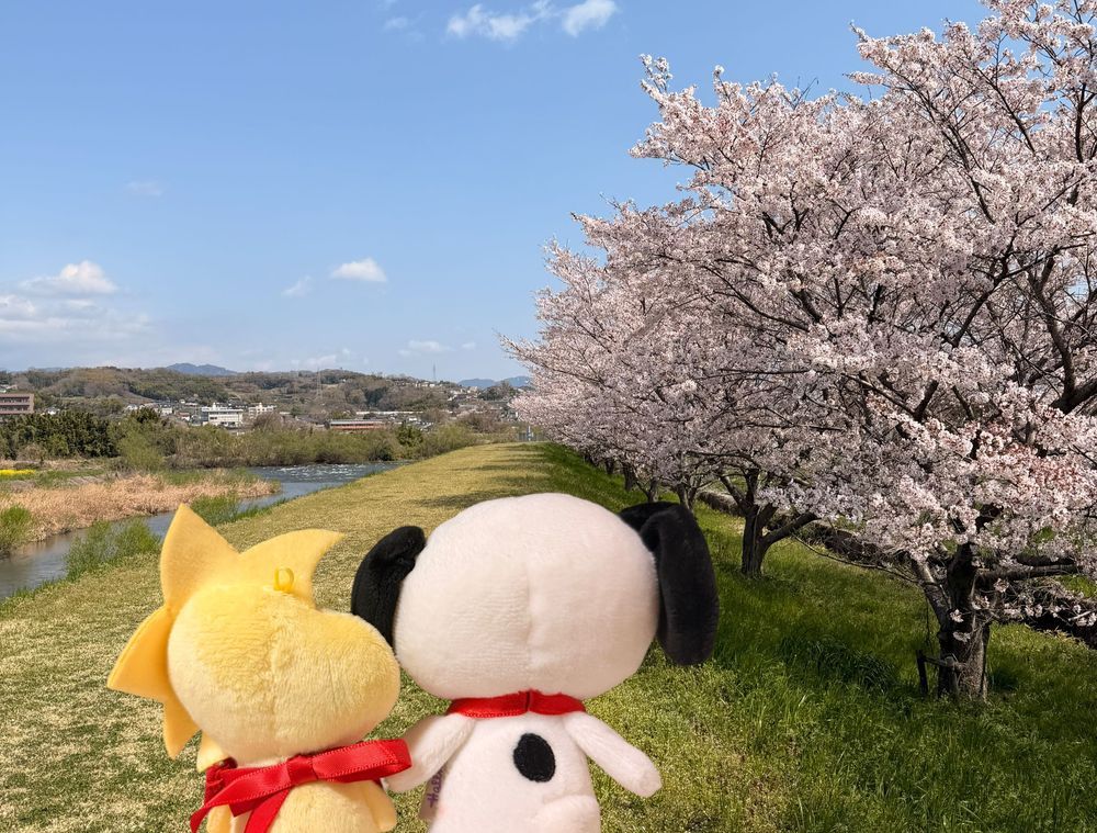 きょうはいいお天気だったから☀️.°かいぬしと近所をおさんぽしたよ✨️
もう桜が散り始めてる🌸*･
このまえ大阪に桜を見にいったけどすぬはやっぱり近所がおちつくよ❨･¨⬮
きっぴぃきもちよさそうでらもよろこんでた🐥✨️
平和ってたいせつ😊☀️
