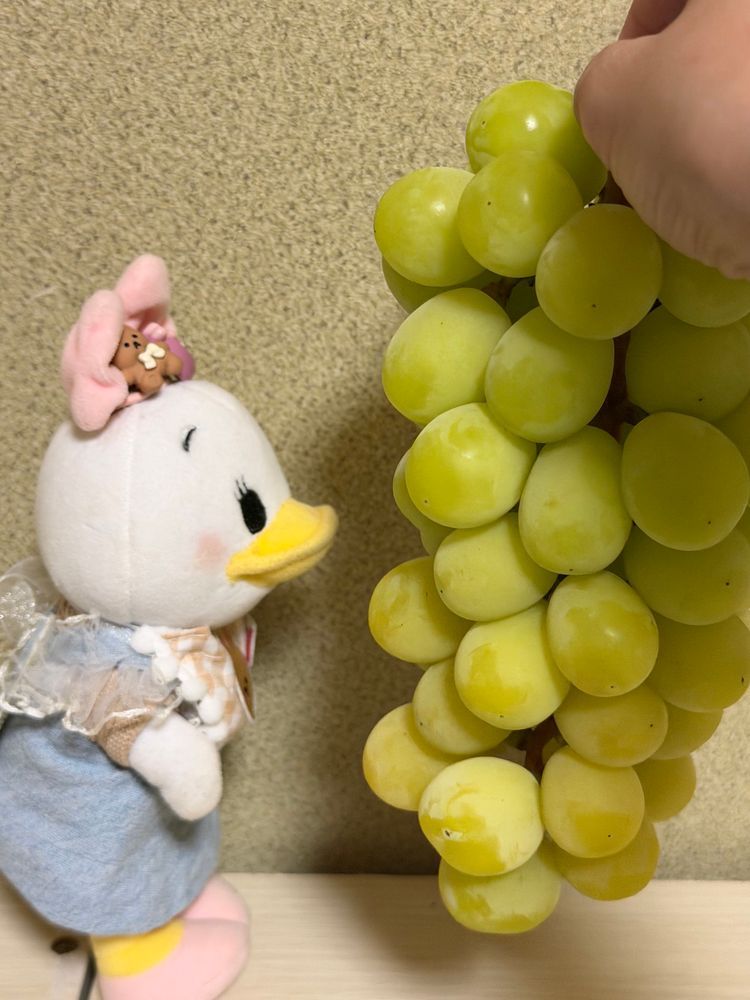 きのうねお家の人のお友達のぶどう農園にマスカットを買いに行ったの🍇💕︎
デイマスカット大好きなんだ☺️
大きなマスカットを今日食べたよ🍇甘くておいしかった🤭💕