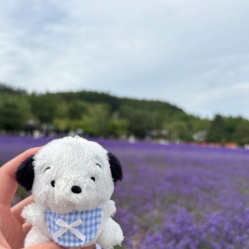 ラベンダーをみたよ