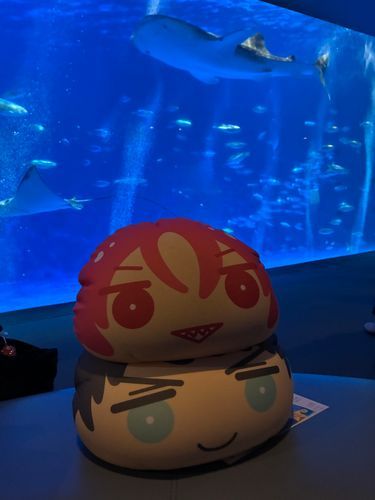 鹿児島水族館いおワールド
ジンベエザメさん可愛い！！