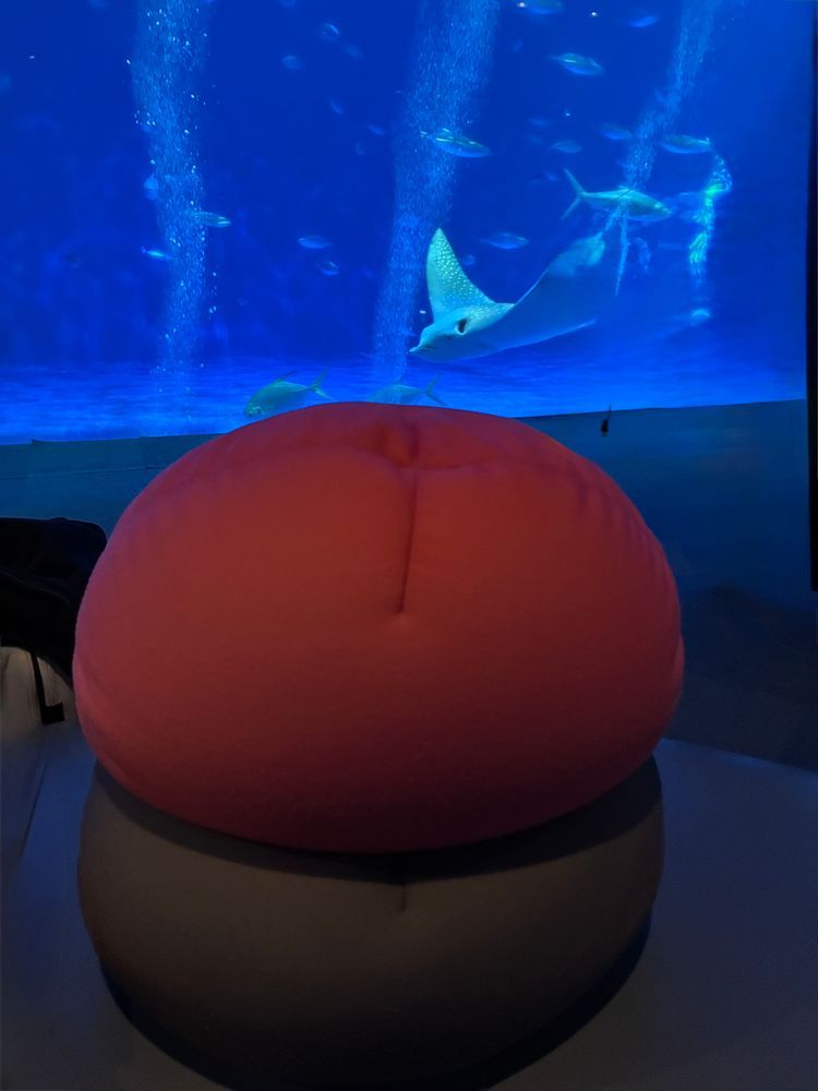 鹿児島水族館いおワールド
ジンベエザメさん可愛い！！