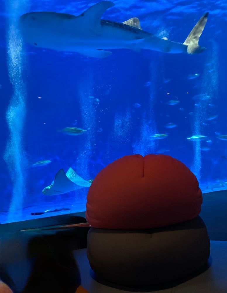鹿児島水族館いおワールド
ジンベエザメさん可愛い！！