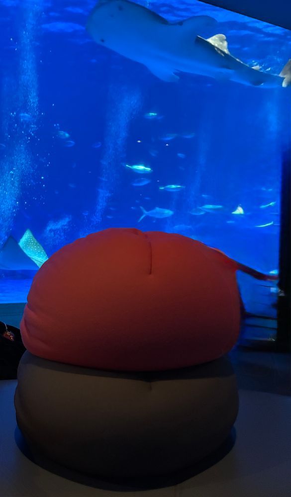 鹿児島水族館いおワールド
ジンベエザメさん可愛い！！
