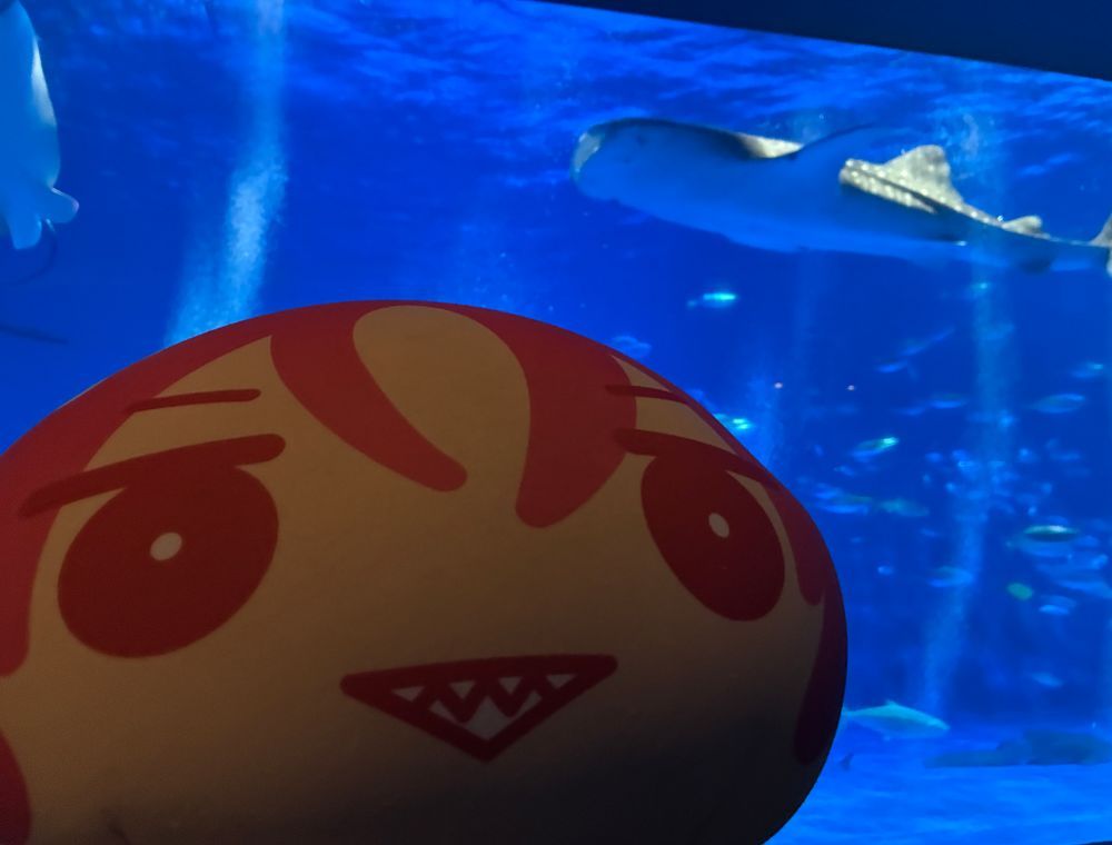 ジンベエザメさんとオレ