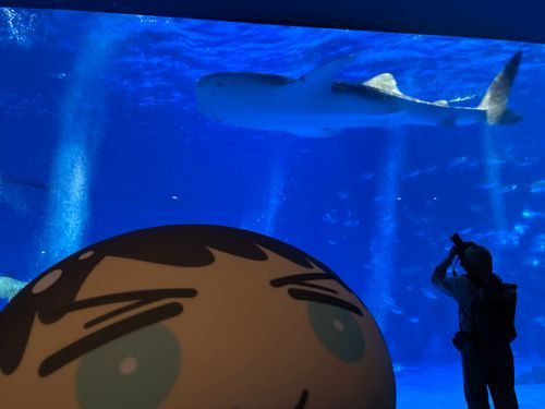 ジンベエザメさんとオレ
