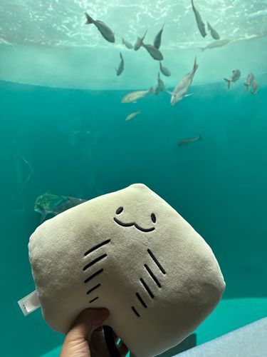 四国水族館のエイくんが新しい仲間になったよ