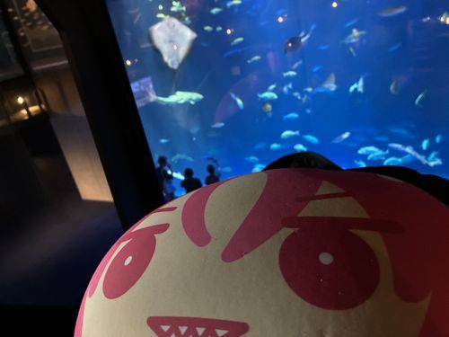 四国水族館を堪能
